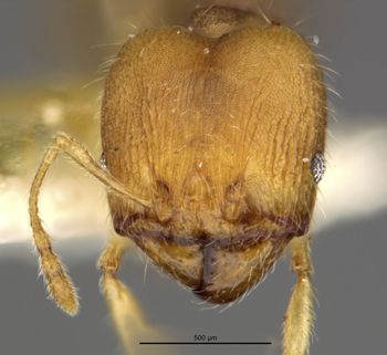 Media type: image;   Entomology 20756 Aspect: head frontal view